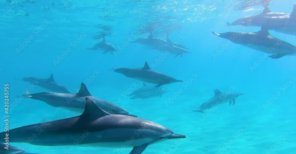 Fototapeta premium Hawaii Nice Nature Wallpaper in High Definition