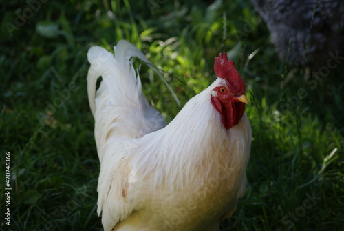 A big white rooster and gray hens walk in the summer. Rooster sings cock songs.