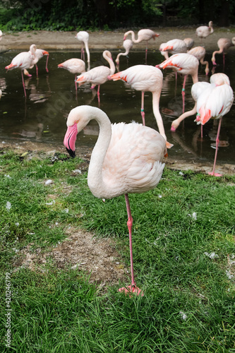 Pink flamingo standing on one leg against flamingos in water. Bird portrait. 