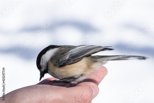 Black Capped Chickadee with a sunflower seed staying on a hand