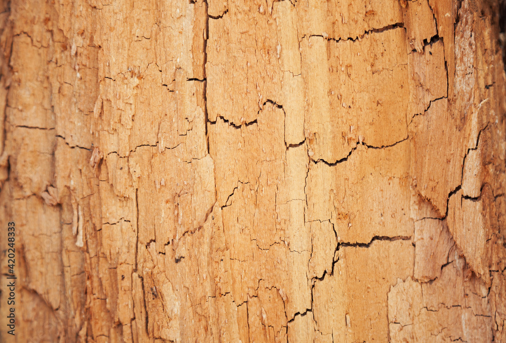 Obraz premium Rotten wood texture. Rotten tree close-up and its rotten fragments