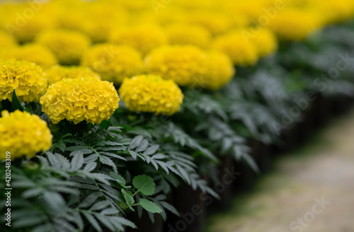 Spring bloom of marigolds, sales season in greenhouse and preparation for planting © Prostock-studio