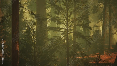 Loop Giant Sequoia Trees at summertime in Sequoia National Park, California