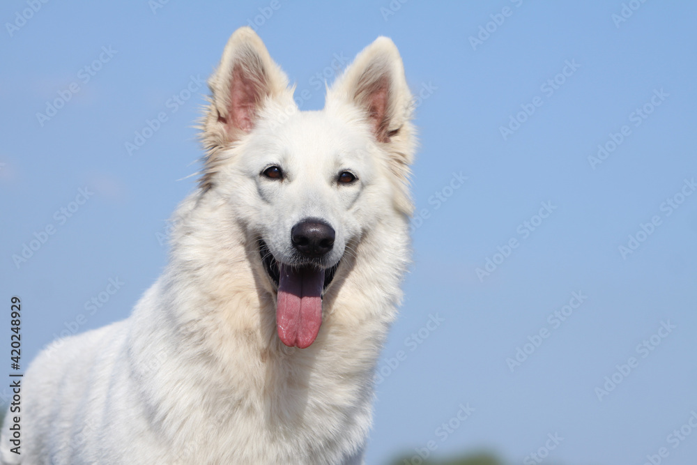 BERGER BLANC SUISSE PORTRAIT