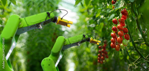 Robot is working in greenhouse with tomatoes. Smart farming and digital agriculture 4.0