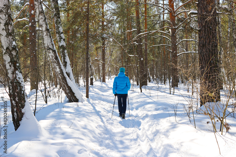 A young woman goes in for winter sports - nordic walking, walks with sticks through a snowy forest. Active people in nature.