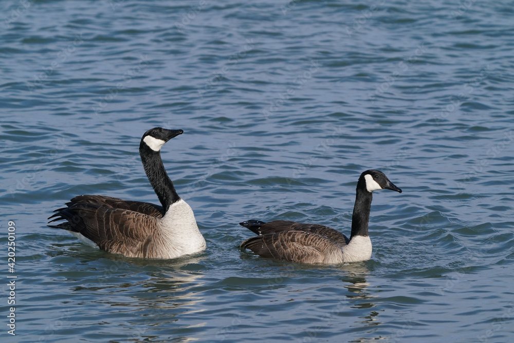 Canada Geese at harbour in early spring, one with damaged beak, flying, flapping, mating and after mating