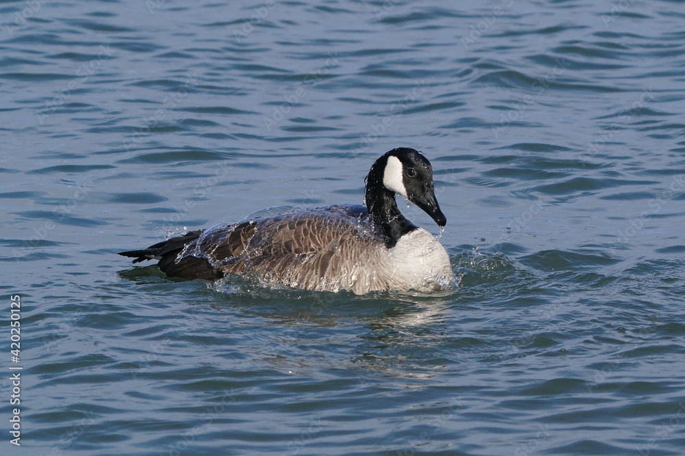 Canada Geese at harbour in early spring, one with damaged beak, flying, flapping, mating and after mating