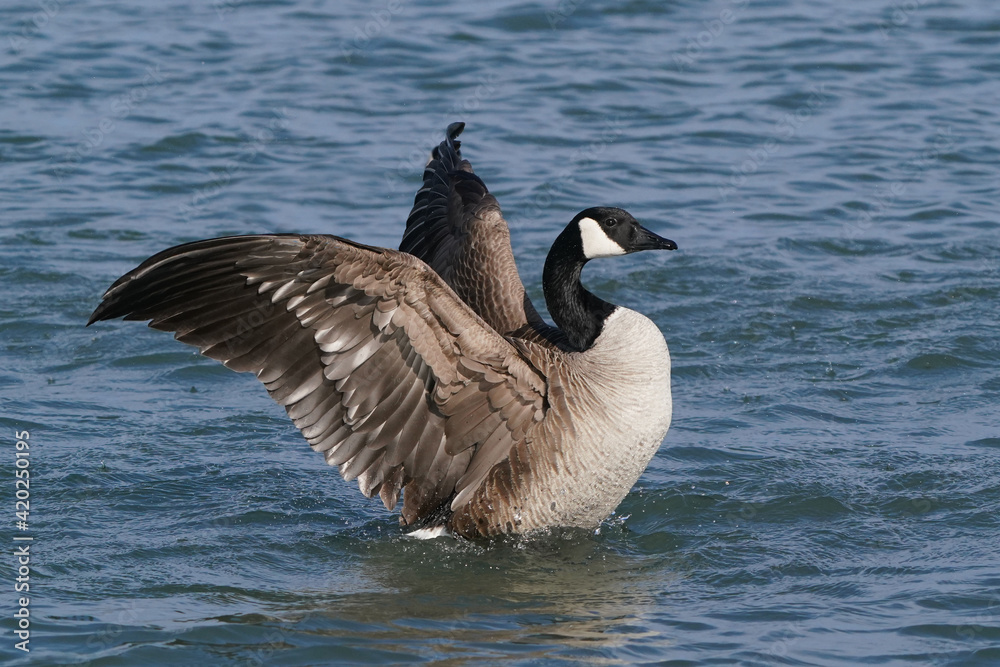 Canada Geese at harbour in early spring, one with damaged beak, flying, flapping, mating and after mating Canada Geese at harbour in early spring, one with damaged beak, flying, flapping, mating and after mating