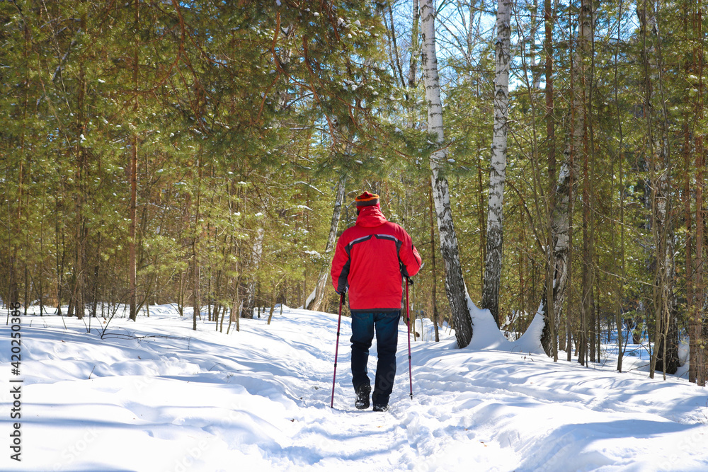 The man goes in for winter sports - nordic walking, walks with sticks through a snowy forest. Active people in nature.