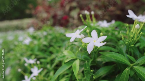 Soft Focus Jasmine flower in the garden in Thailand 4K