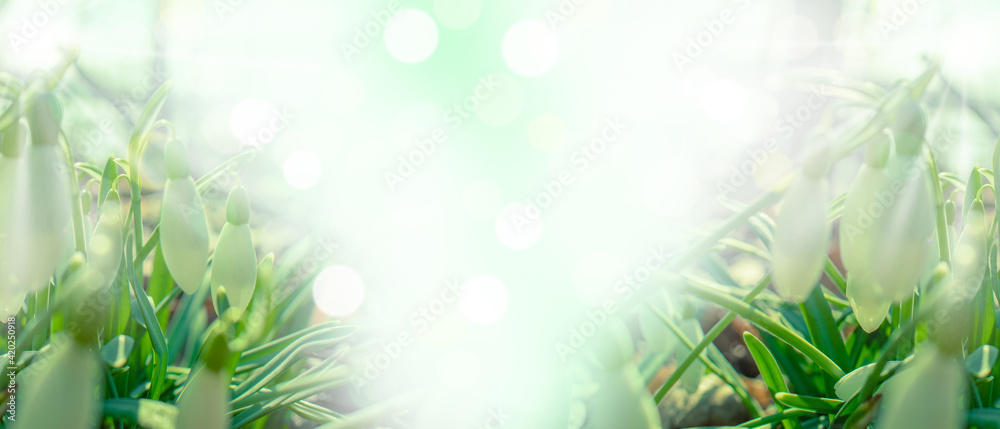 spring green blurred background with bright bokeh, meadow with flowers - obrazy, fototapety, plakaty 