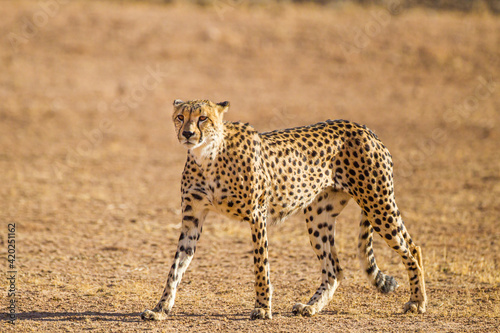 Cheetah Male walking along the riverbed in the Kgalagadi Transfrontier Park