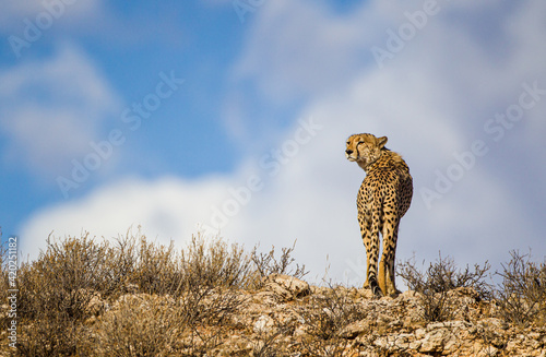 Cheetah Male walking along the riverbed in the Kgalagadi Transfrontier Park