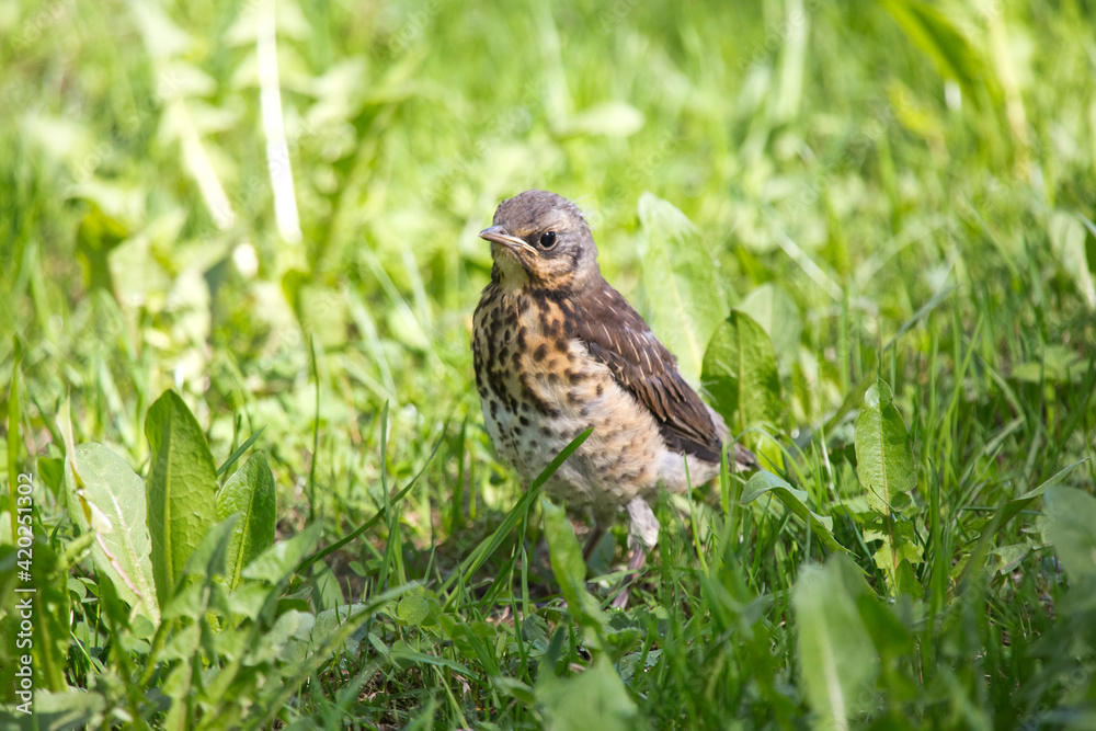chick(Turdus pilaris) on green grass.. chick(Turdus pilaris) on green grass..
