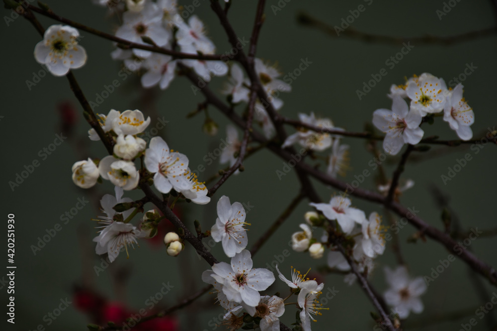 White flowers White flowers