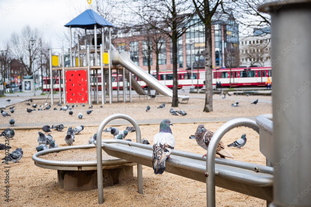 Viele Tauben bevölkern einen Kinderspielplatz in Düsseldorf