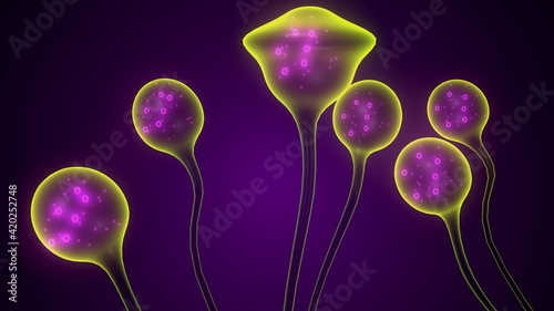 3d render of Mucor mucedo{fungi} heterothallism structure. photo