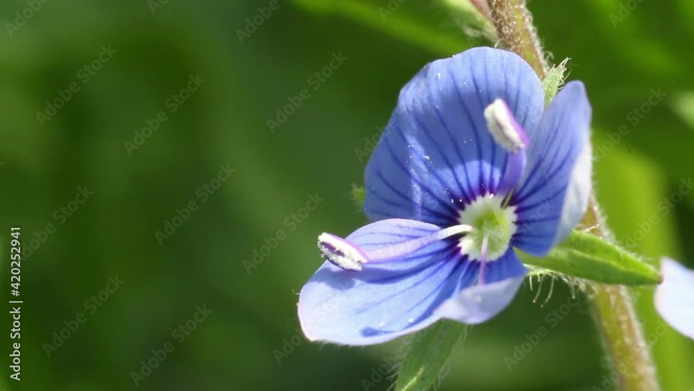 Forget-me-not. A background from many beautiful Myosotis arvensis.
Selective focus with shallow depth of field. 
