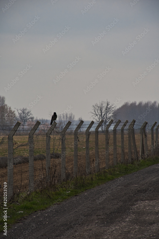 crow on the wire
