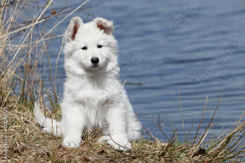 Chiot Berger Blanc Suisse au bord d'un lac