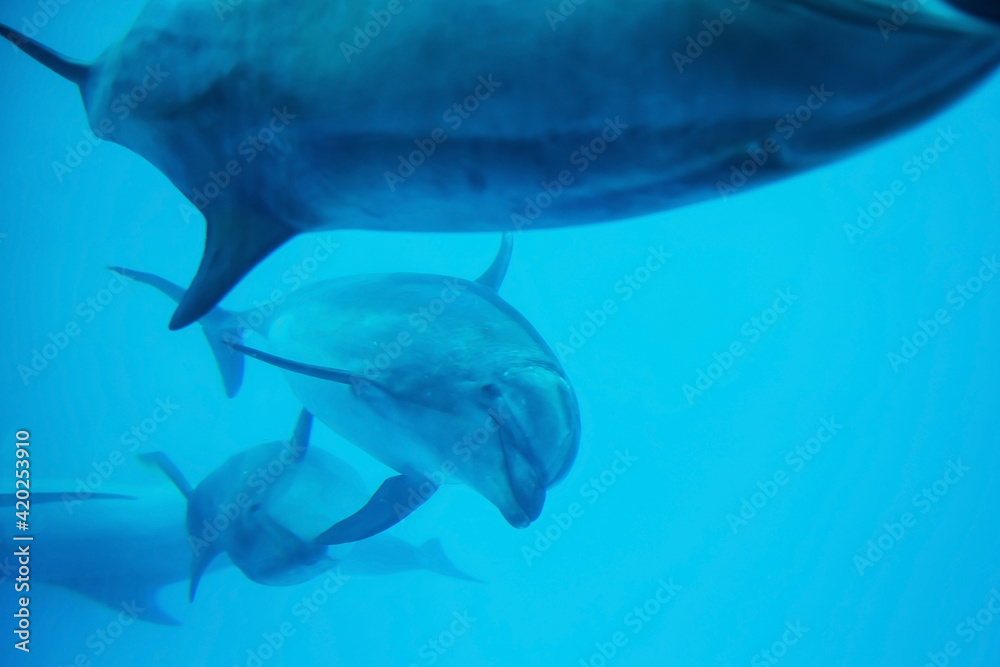 Fototapeta premium adorable Sea dolphins swim at Nagoya aquarium