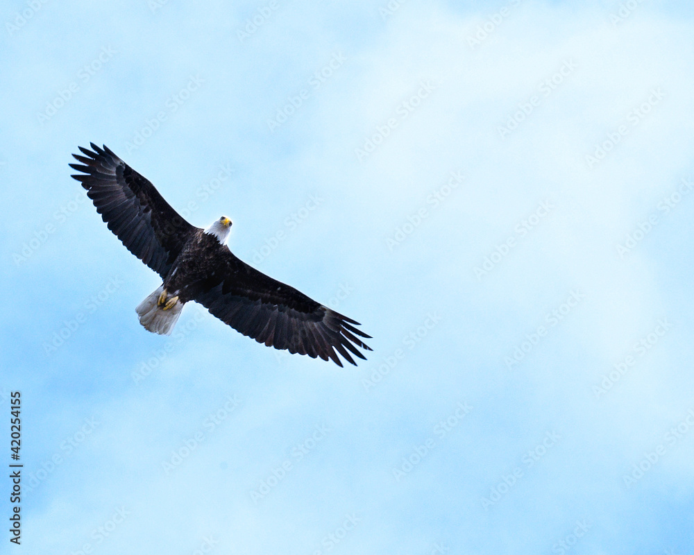Bald Eagle in flight looking down at camera. Bald Eagle in flight looking down at camera.