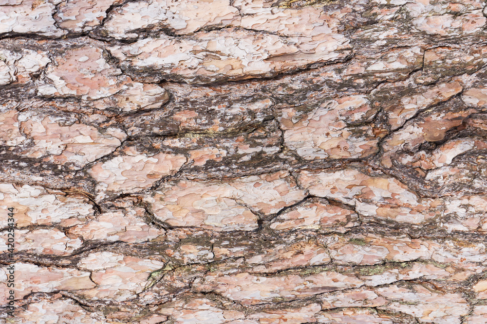 Oak bark texture. Tree bark background. Forest trunk pattern. Brown wood pattern. Natural tree bark background.