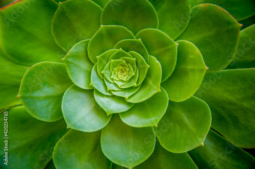 Selective focus of a vibrant green tree houseleek, Aeonium, succulent plant. Closeup of leaves in a radial rosette pattern, with jagged edges. Green floral background.