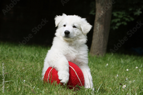 Chiot Berger Blanc Suisse qui joue avec une balle 
