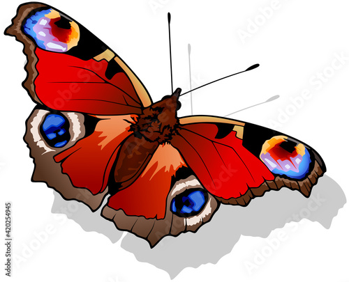 Peacock butterfly - Beautiful Colorful Butterfly Isolated on White Background, Vector Illustration