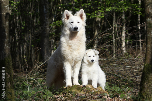 Berger Blanc Suisse adulte et chiot 