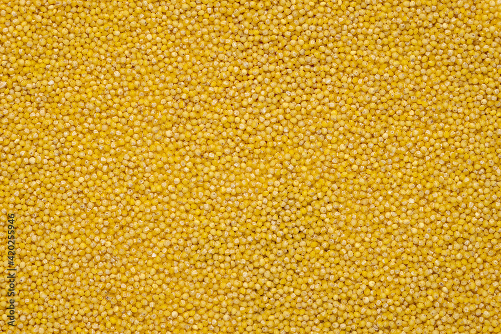 Closeup millet seed background, texture.