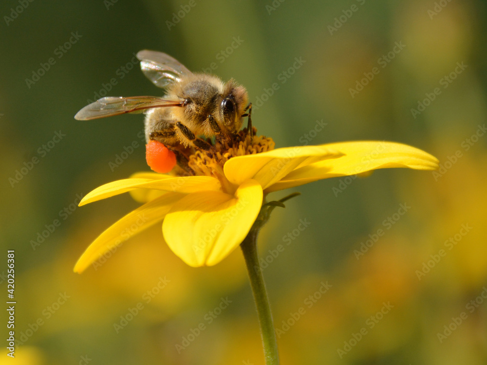 Biene mit Pollenhöschen beim Pollen sammeln Biene mit Pollenhöschen beim Pollen sammeln