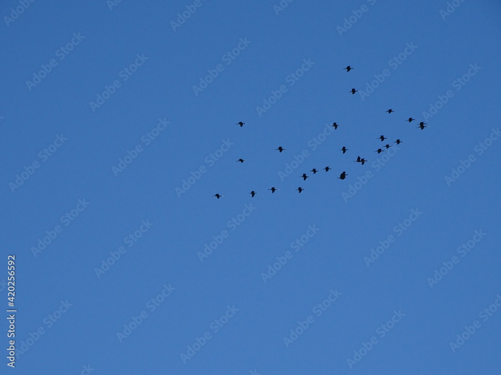 aves volando en grupo por el cielo azul apoyo diversidad inclusion