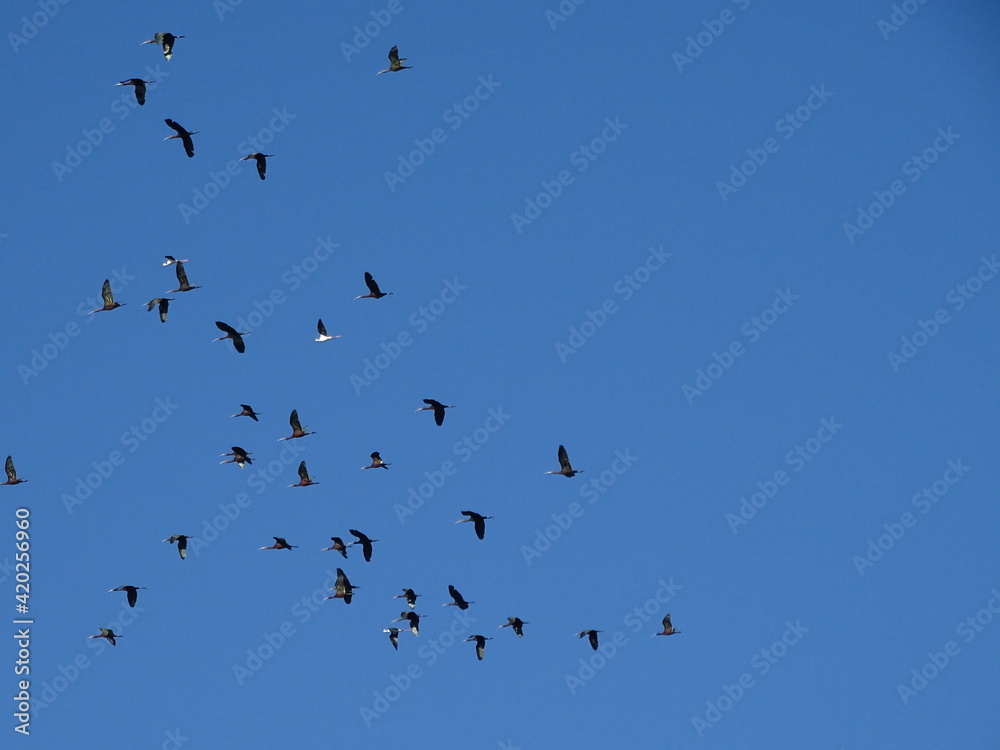 aves volando en grupo por el cielo azul apoyo diversidad inclusion