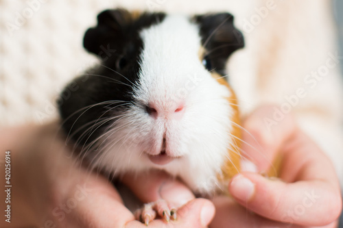 Guinea pig in human hands. Domestic rodent pet in kids care. Close up view. photo