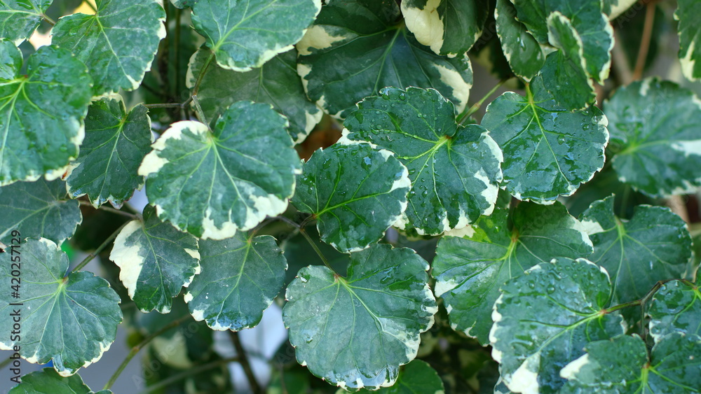 Green leaves as a background (Polyscias), Ecological Concept, Natural green wallpaper, Abstract leaves texture. Green leaves as a background (Polyscias), Ecological Concept, Natural green wallpaper, Abstract leaves texture.