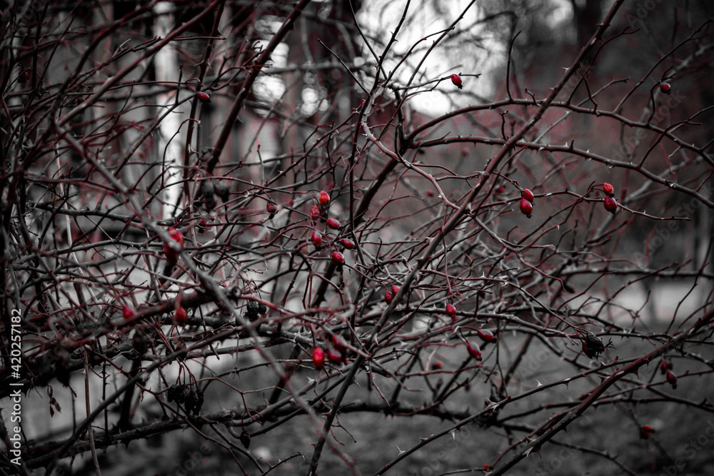 Red berries on black and white background Red berries on black and white background