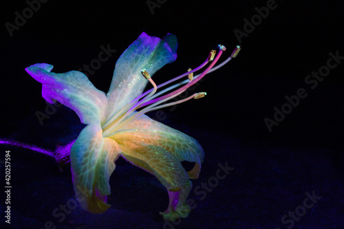 bright flower in ultraviolet light © Liubov Kartashova