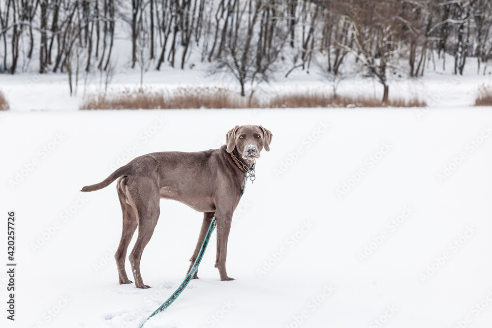 Weimaraner Jagdhund tobt und spielt im Schnee Weimaraner Jagdhund tobt und spielt im Schnee
