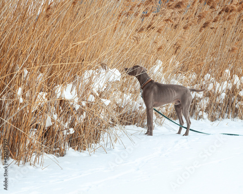 Bild auf Leinwand Weimaraner Jagdhund tobt und spielt im Schnee