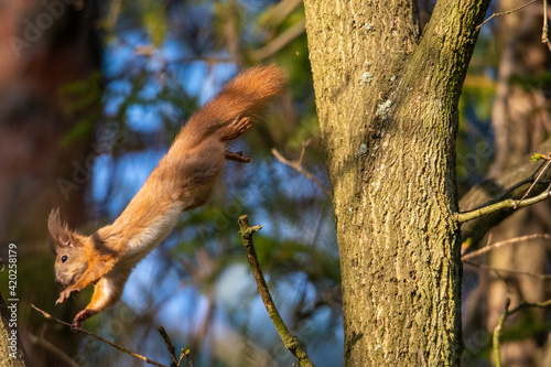 Skacząca wiewiórka © Foto Kadr
