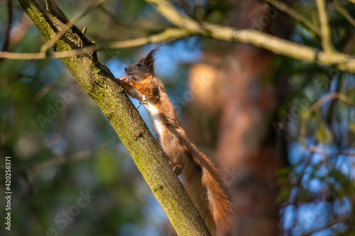 Wiewiórka © Foto Kadr