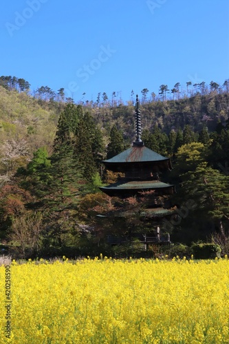 阿久津八幡神社「三重塔」と菜の花畑　 photo