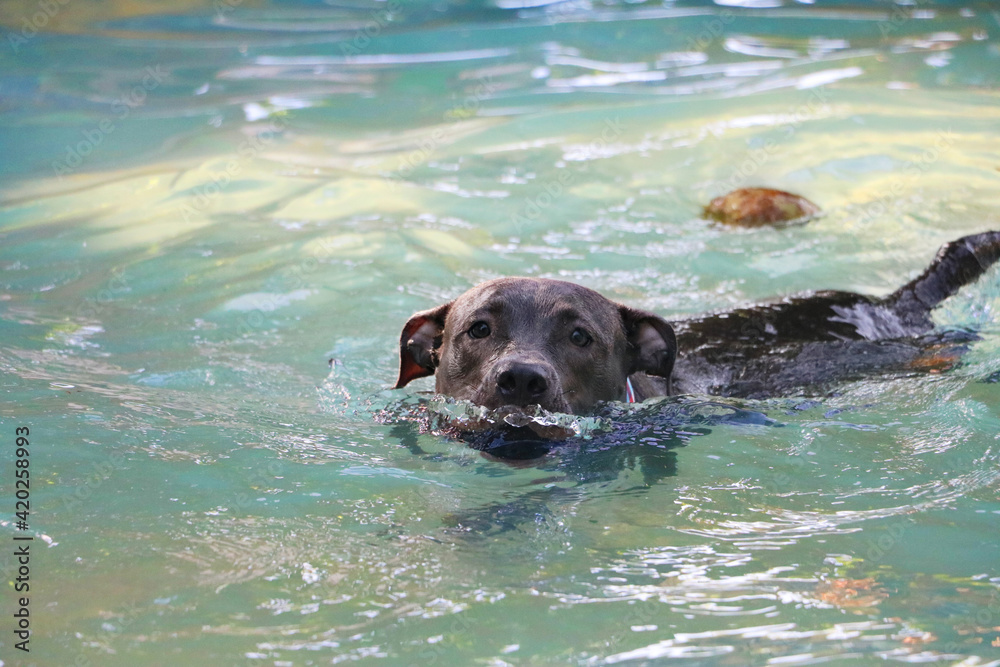 pit bull dog swimming in the pool in the park. Sunny day in Rio de Janeiro.