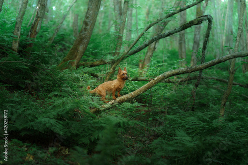 Little dog in the forest. Australian terrier in nature. traveling with a pet