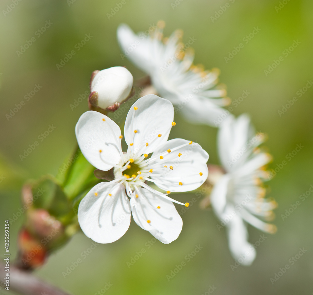 Spring day. Cherry blossoms. White flowers, close-up Spring day. Cherry blossoms. White flowers, close-up