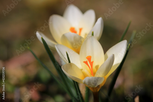 Blühender cremefarbender Krokus