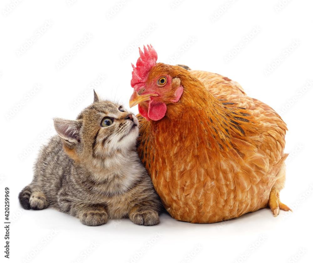 Fototapeta premium Kitten and chicken look at each other.